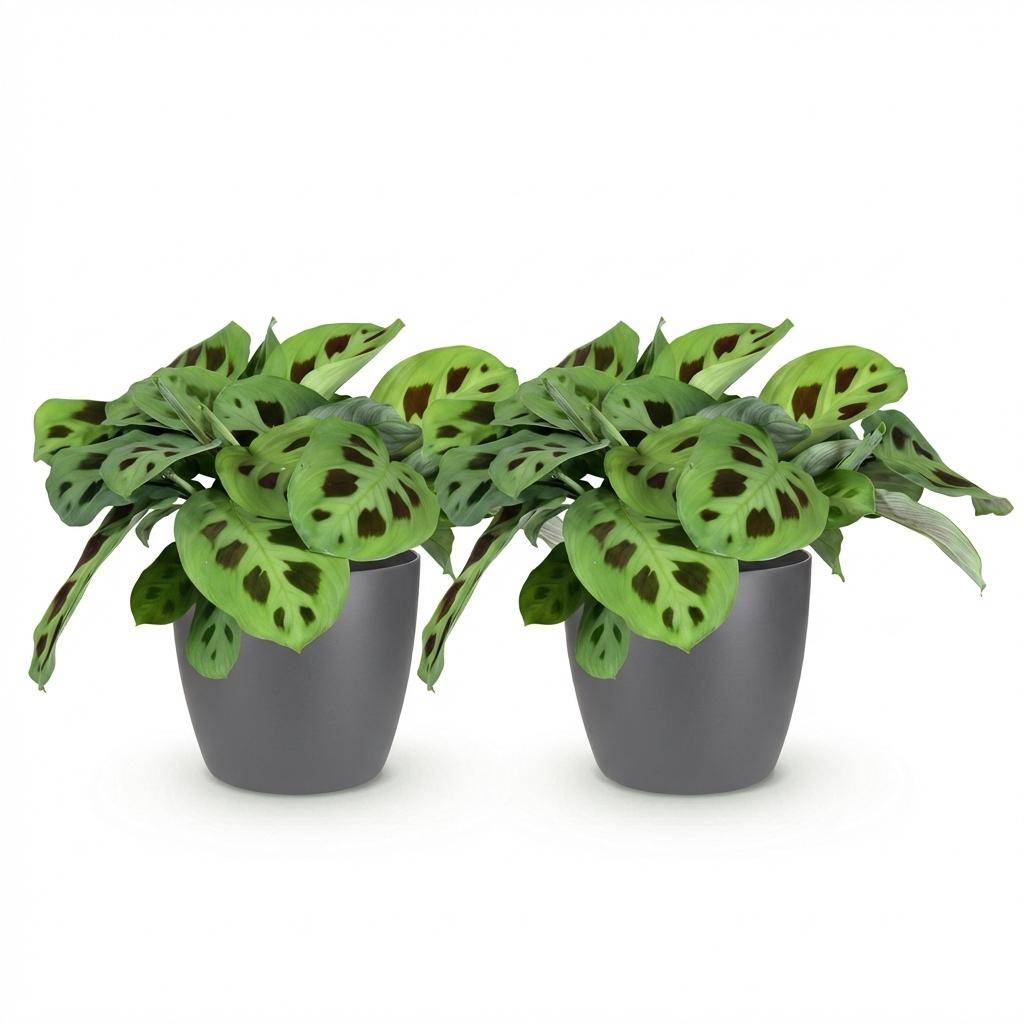Maranta Fascinator Kerchoveana - H35cm - Image 4