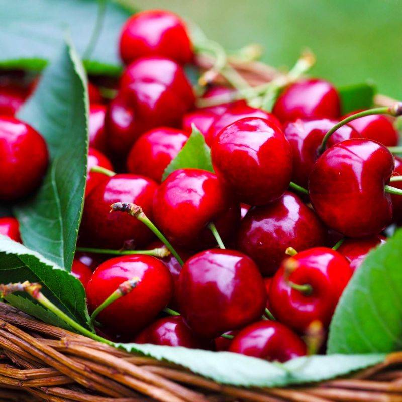 Cerisier griotte 'Belle Magnifique' (Prunus x gondouinii 'Belle Magnifique') - Scion de 150cm - Pépinières Naudet - Image 2