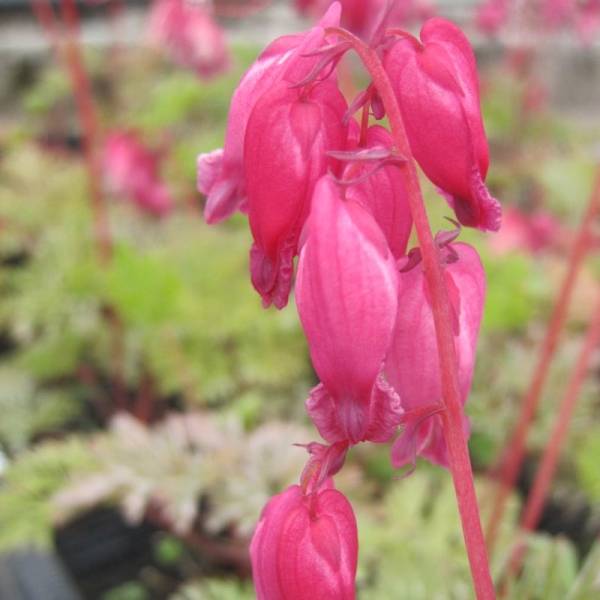 Coeur de Marie - Dicentra formosa Luxuriant Godet de 8/9 cm