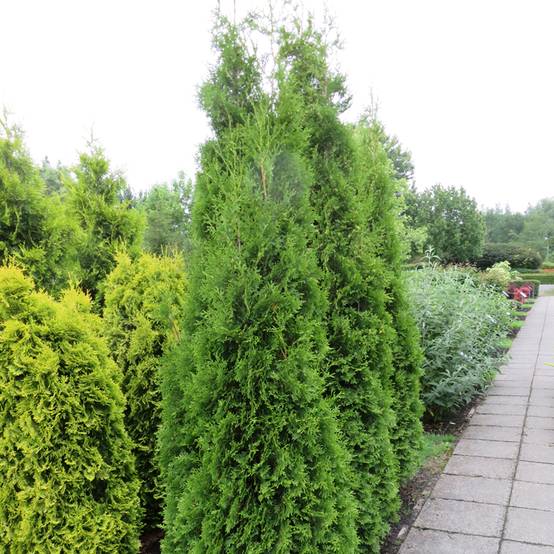 Thuya du Canada - Thuja occidentalis King of Brabant Godet de 8/9 cm