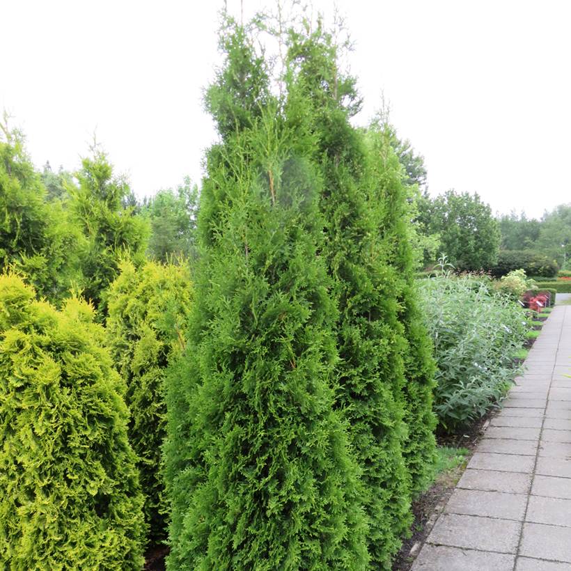 Thuya du Canada - Thuja occidentalis King of Brabant Godet de 8/9 cm