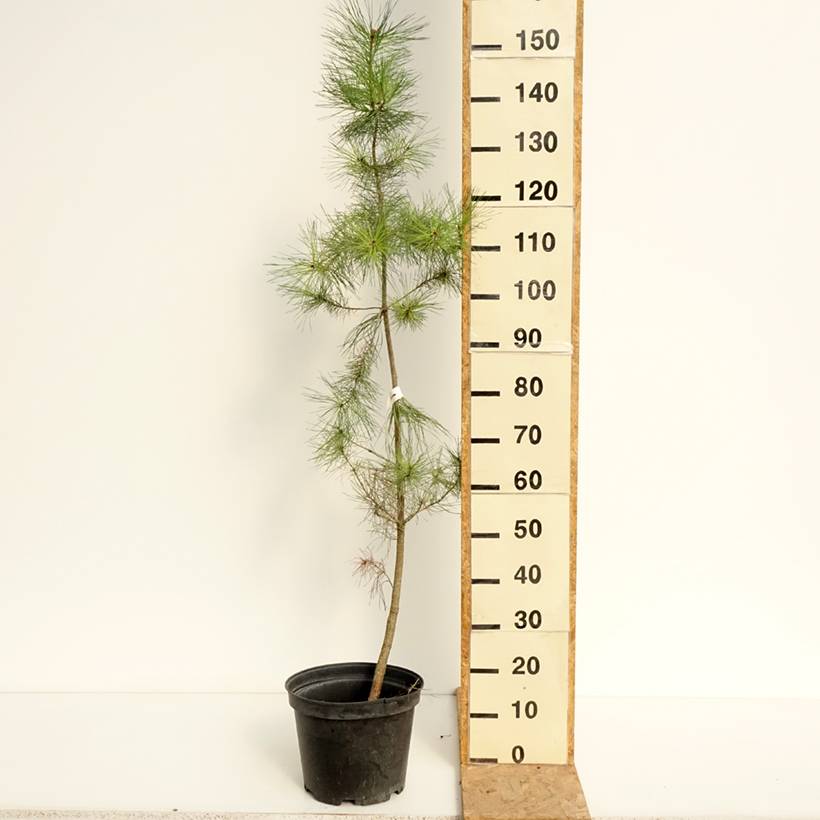 Promesse de Fleurs - Pinus insignis (radiata) - Pin de Monterey Pot de 7,5L/10L - Image 2