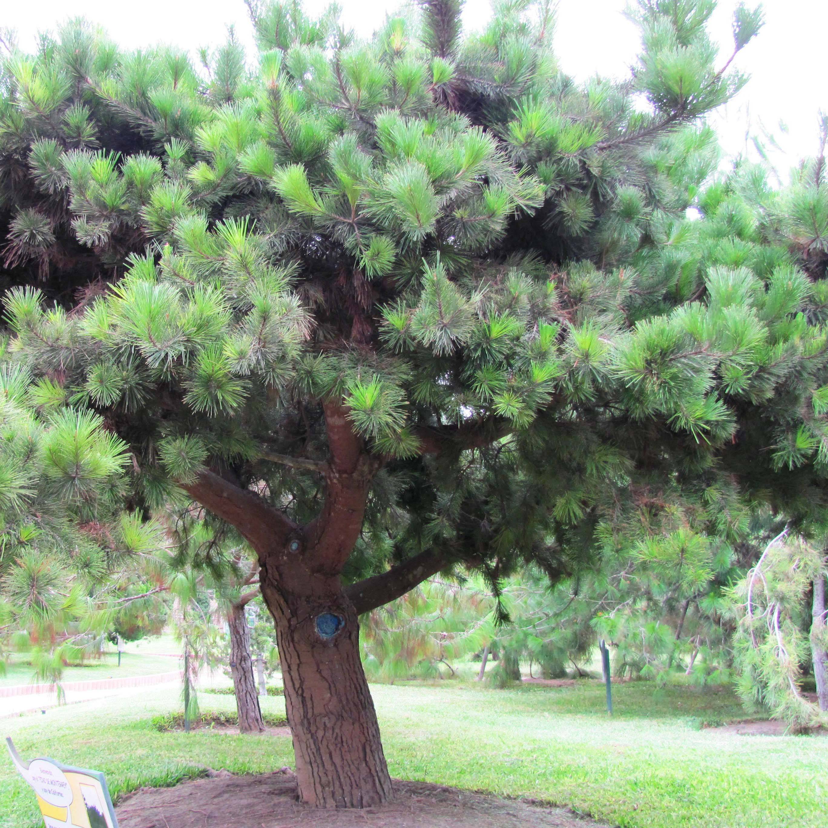 Promesse de Fleurs - Pinus insignis (radiata) - Pin de Monterey Pot de 7,5L/10L - Image 1