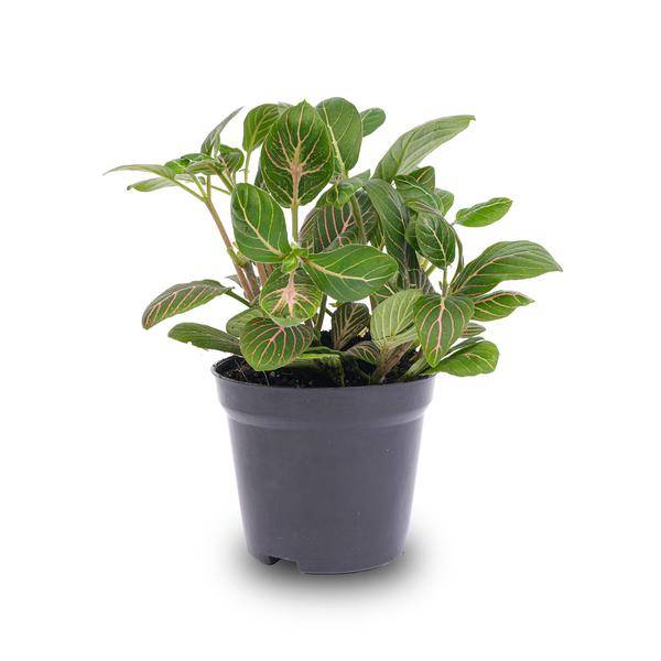 La Green Touch - Fittonia Joly Josan - Plante mosaïque - pot Ø8 cm - Image 2