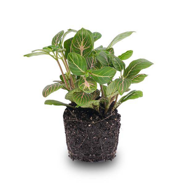 La Green Touch - Fittonia Joly Josan - Plante mosaïque - pot Ø8 cm
