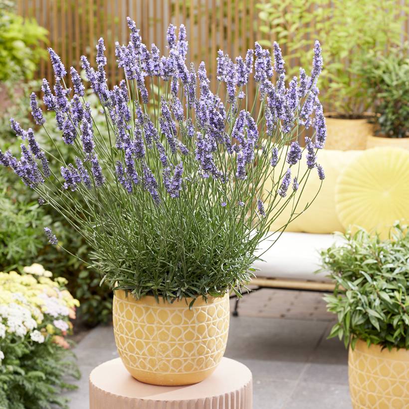 Promesse de Fleurs - Lavande intermedia Sensational ! - Lavandin Godet de 8/9 cm
