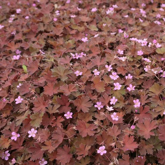 Geranium vivace Bob's Blunder Godet de 8/9 cm