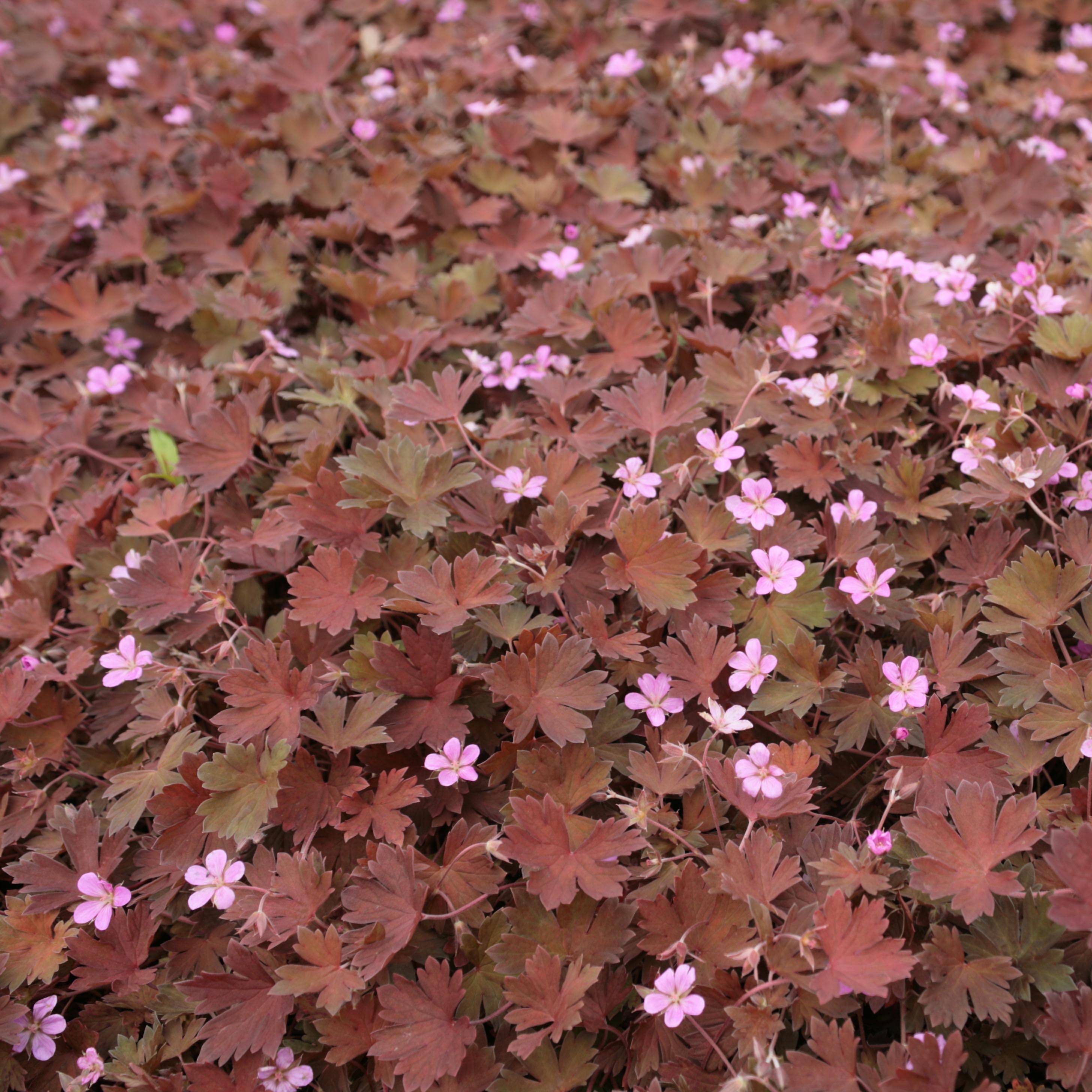 Geranium vivace Bob's Blunder Godet de 8/9 cm