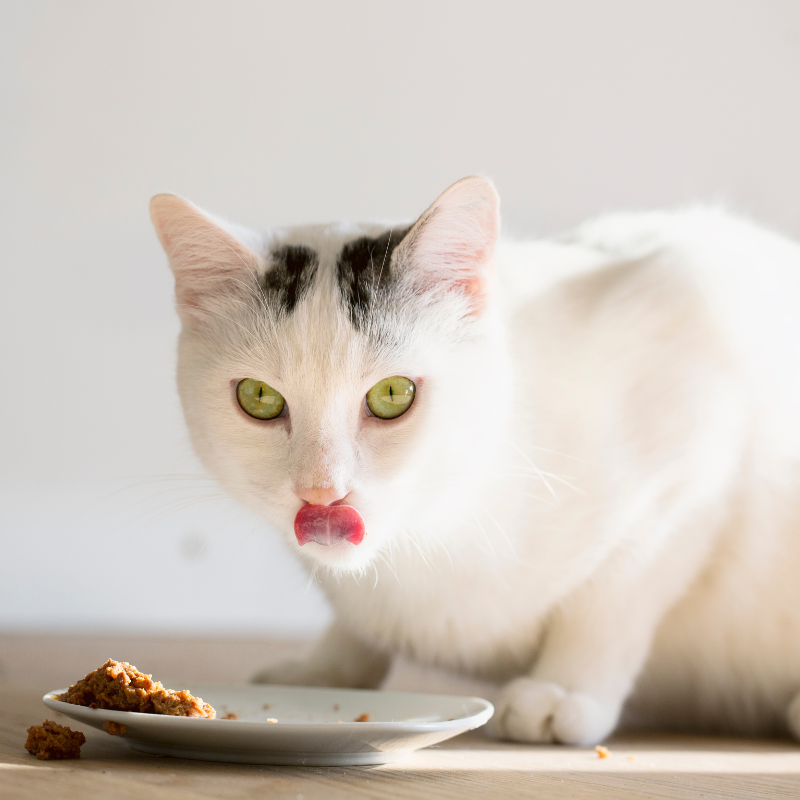 Eukanuba - Eukanuba - Pâtées Sans Céréales au Poulet pour Chat - Image 2