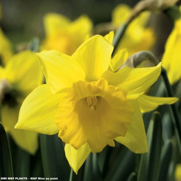 Promesse de Fleurs - Narcisse Early sensation Bulbe calibre 12/14 (par 10)