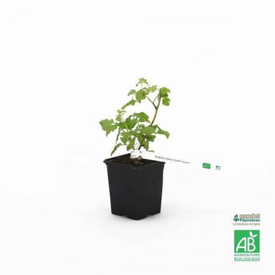 Framboisier 'Golden queen' BIO (Rubus idaeus 'Golden queen') - Godet 9cm - Taille 20/40cm - Pépinières Naudet - Image 2