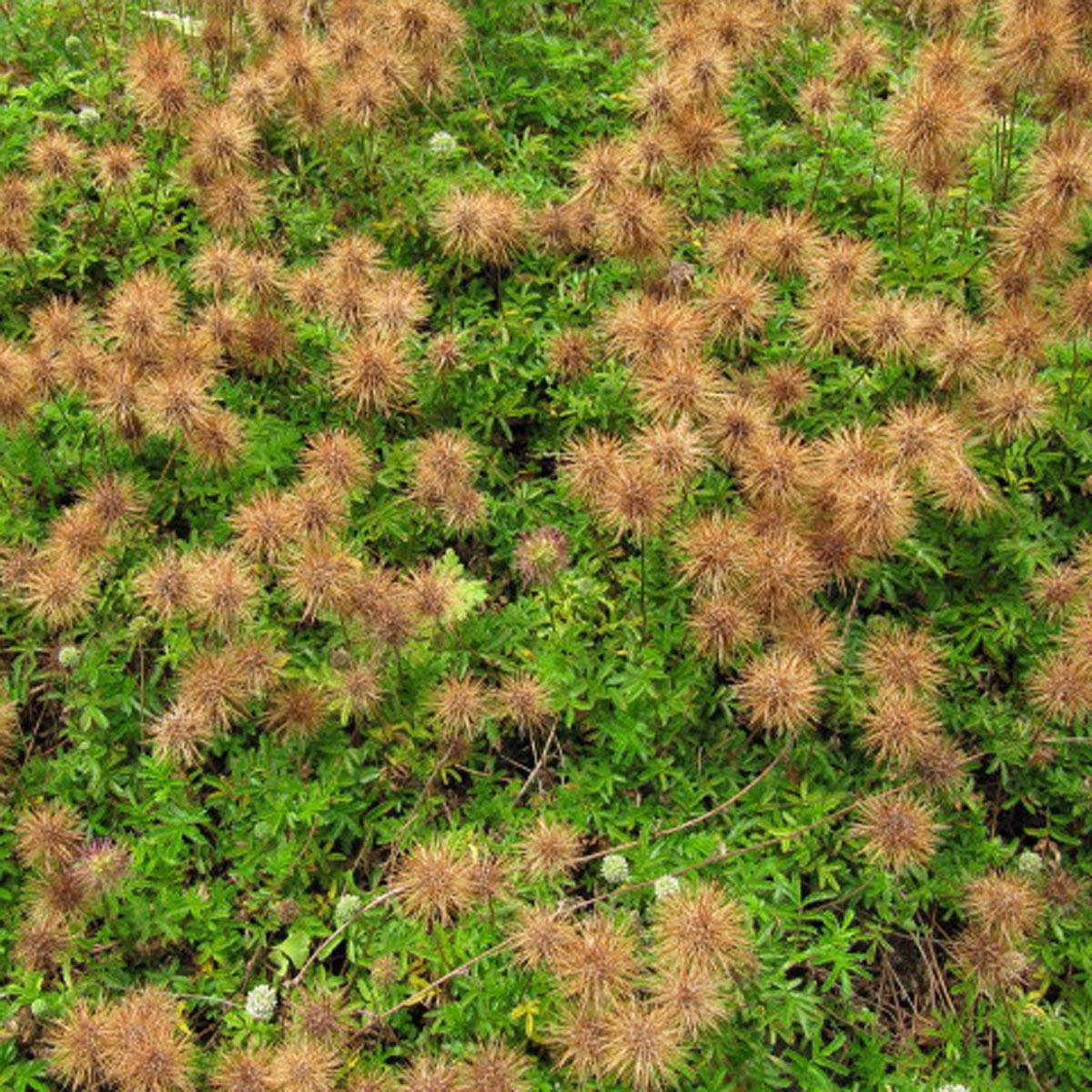 Acaena microphylla - Lampourde à petites feuilles Godet de 8/9 cm