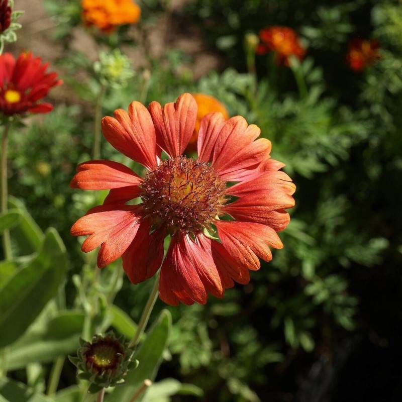 Gaillarde Burgunder à fleurs Rouge - feuillage Caduc - Godet - 5/20 cm-  hauteur à maturité De 0,50 m à 1,00 m
