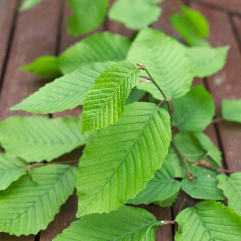 Charme fastigié, Carpinus - Pot de 7,5L - 60/80 cm - Image 1