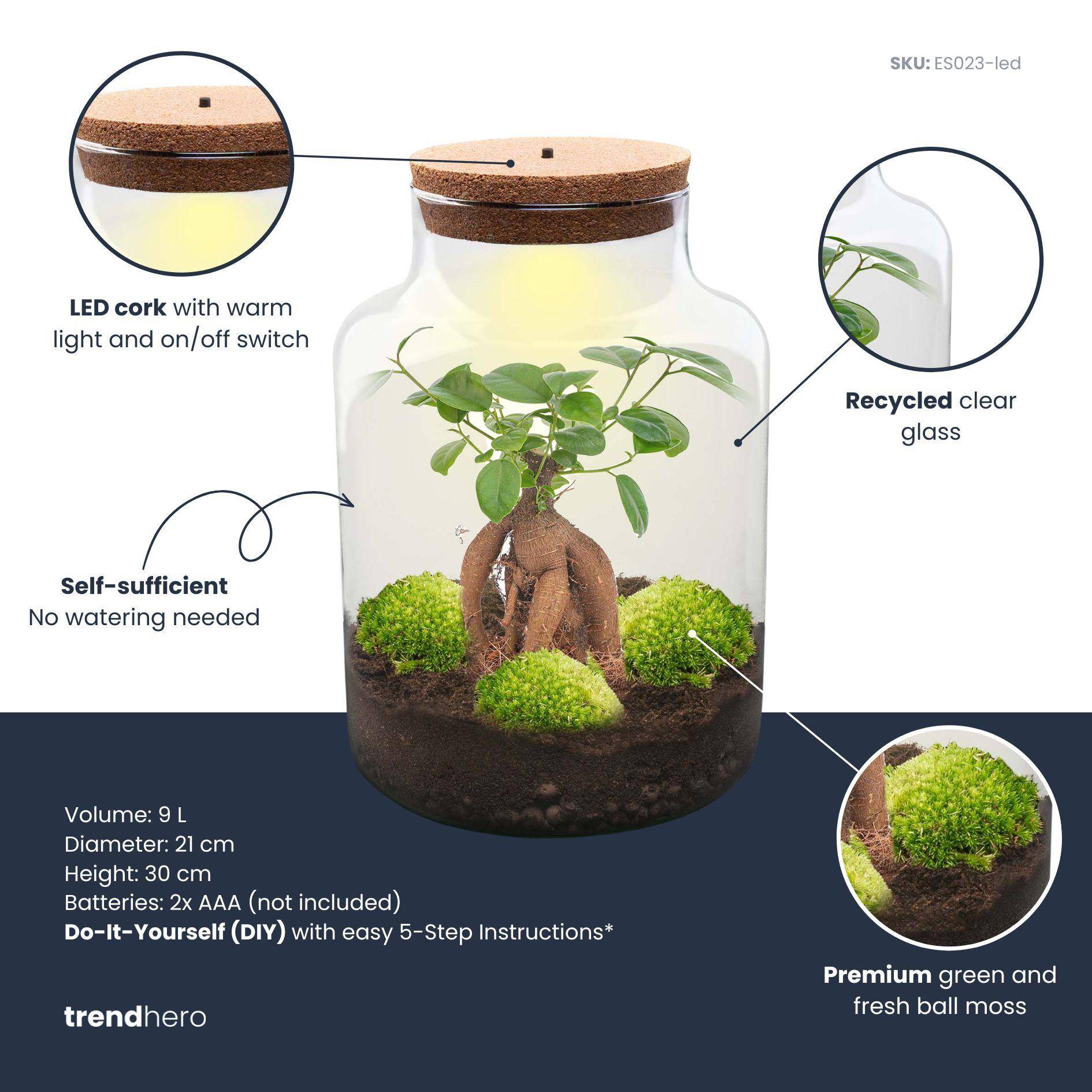 Terrarium à composer bouteille en verre recyclé - Ø21-H30cm - avec kit 4 outils - Ficus - Terrarium DIY - Image 3
