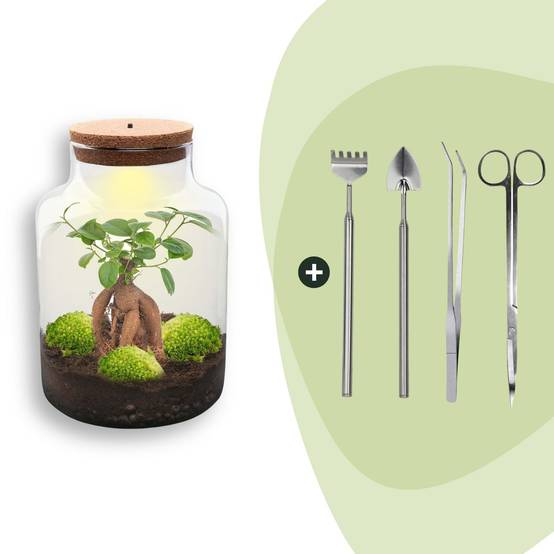 Terrarium à composer bouteille en verre recyclé - Ø21-H30cm - avec kit 4 outils - Ficus - Terrarium DIY - Image 1
