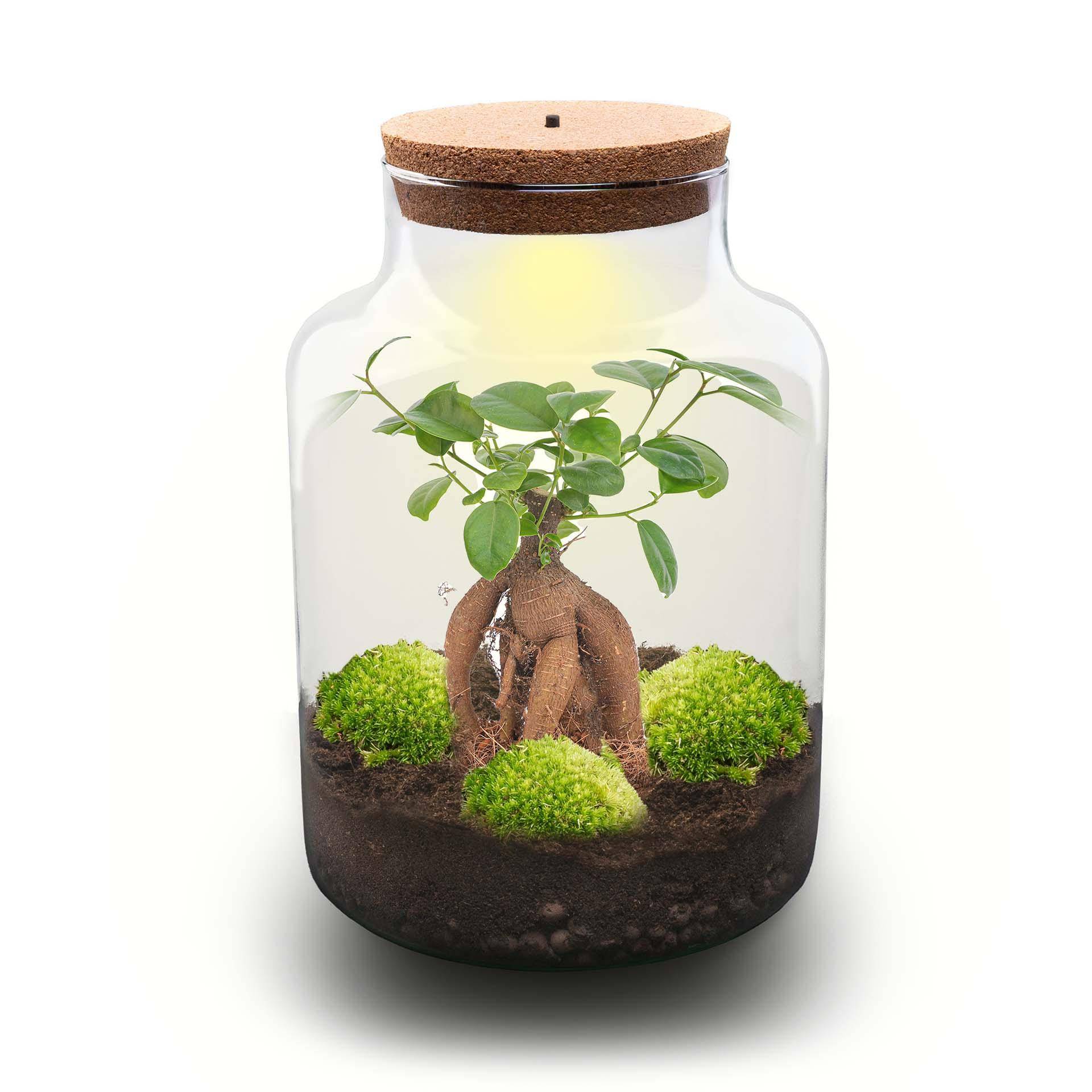 Terrarium à composer bouteille en verre recyclé - Ø21-H30cm - avec kit 4 outils - Ficus - Terrarium DIY - Image 2