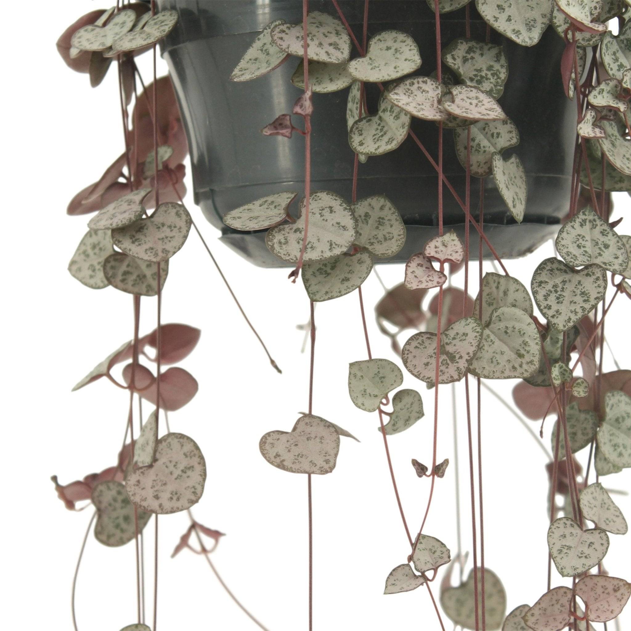 Grand Ceropegia Woodii - chaîne de coeurs 50cm - Plante d'intérieur- La Green Touch - Image 3