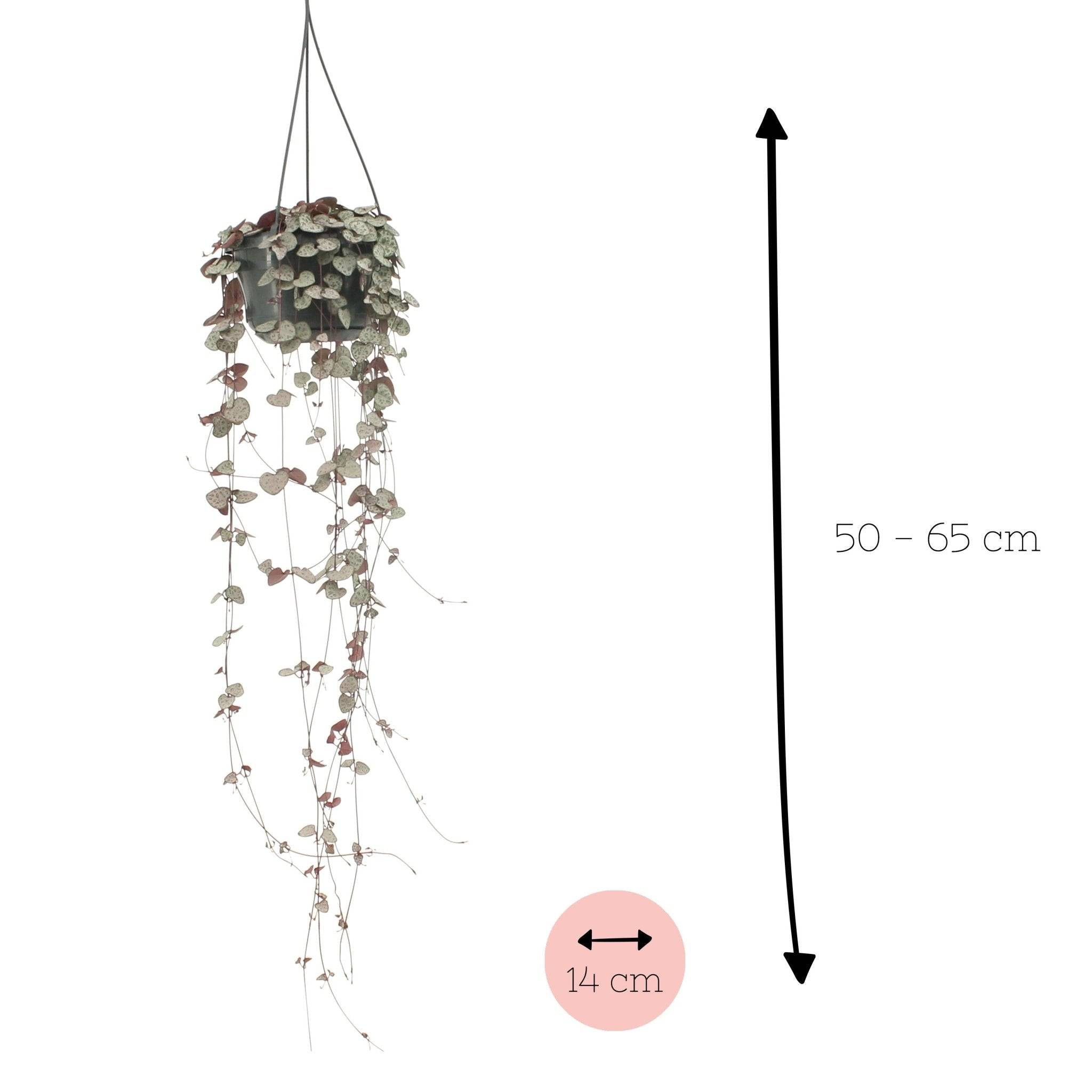 Grand Ceropegia Woodii - chaîne de coeurs 50cm - Plante d'intérieur- La Green Touch - Image 4