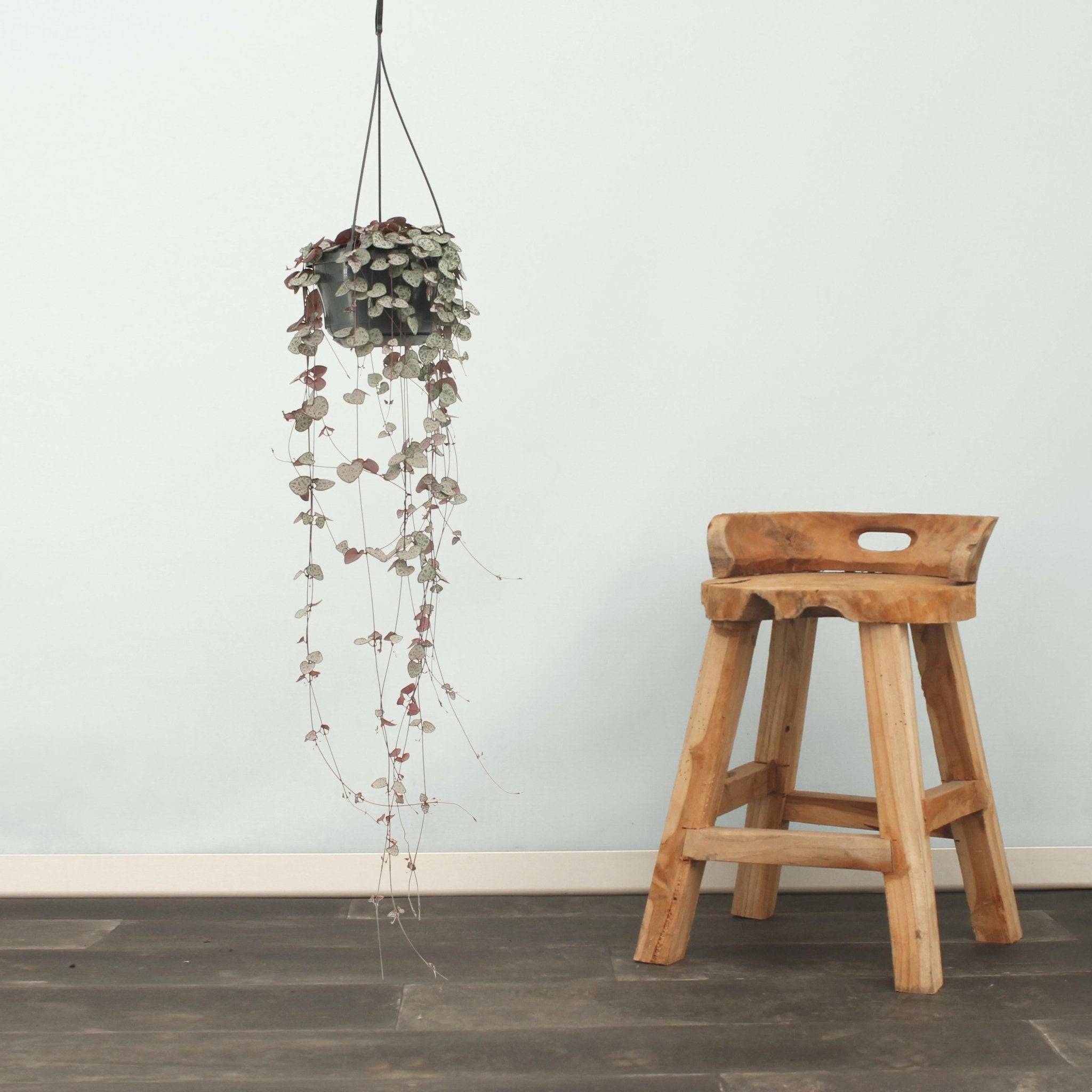 Grand Ceropegia Woodii - chaîne de coeurs 50cm - Plante d'intérieur- La Green Touch - Image 5