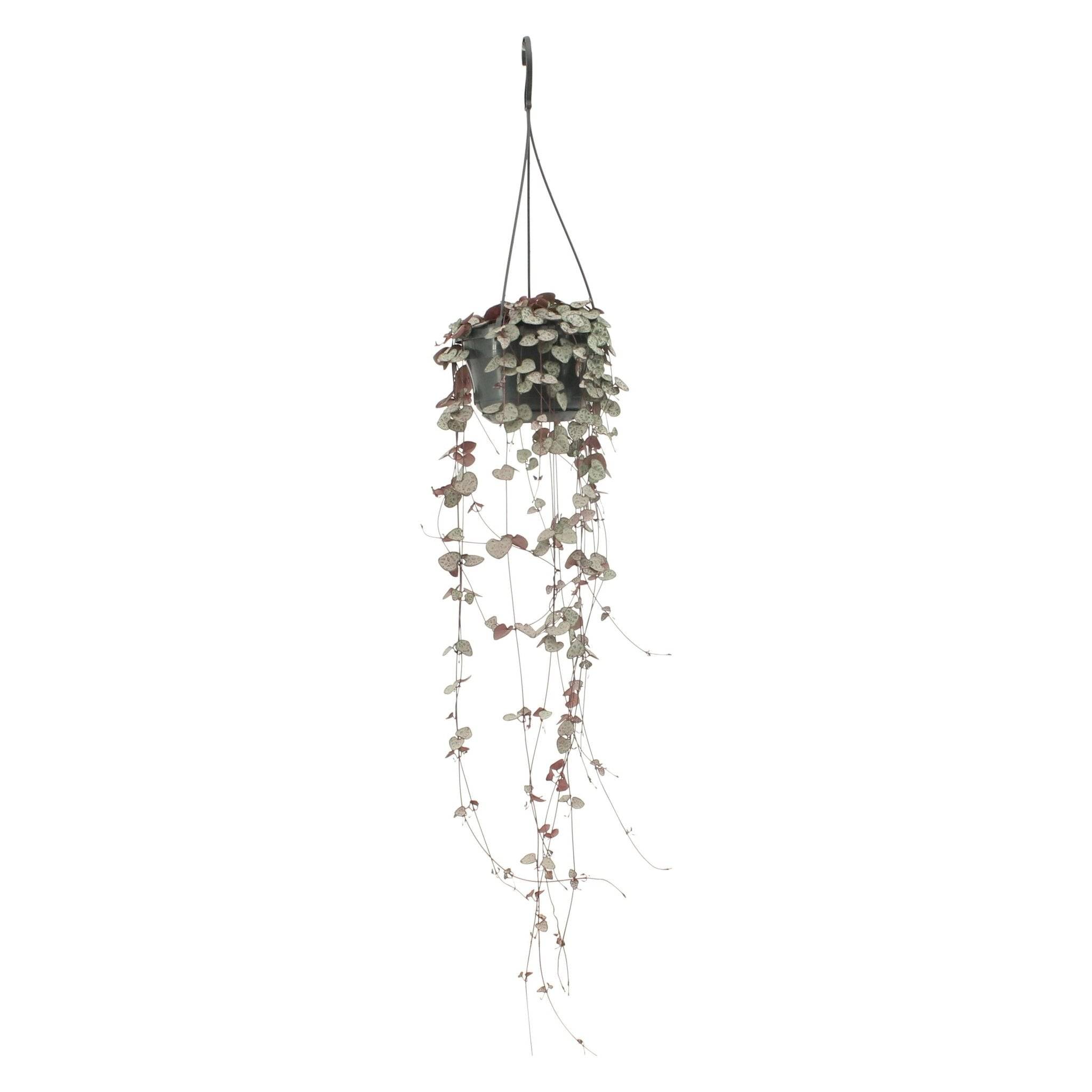 Grand Ceropegia Woodii - chaîne de coeurs 50cm - Plante d'intérieur- La Green Touch - Image 6