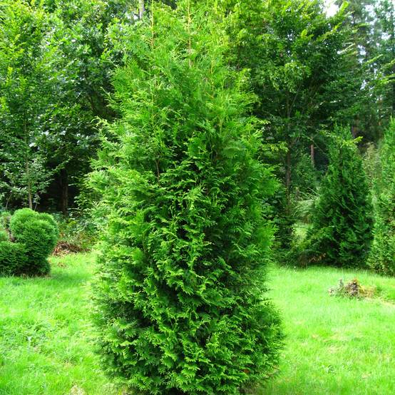 Thuya du Canada - Thuja occidentalis Brabant Godet de 8/9 cm - Image 1