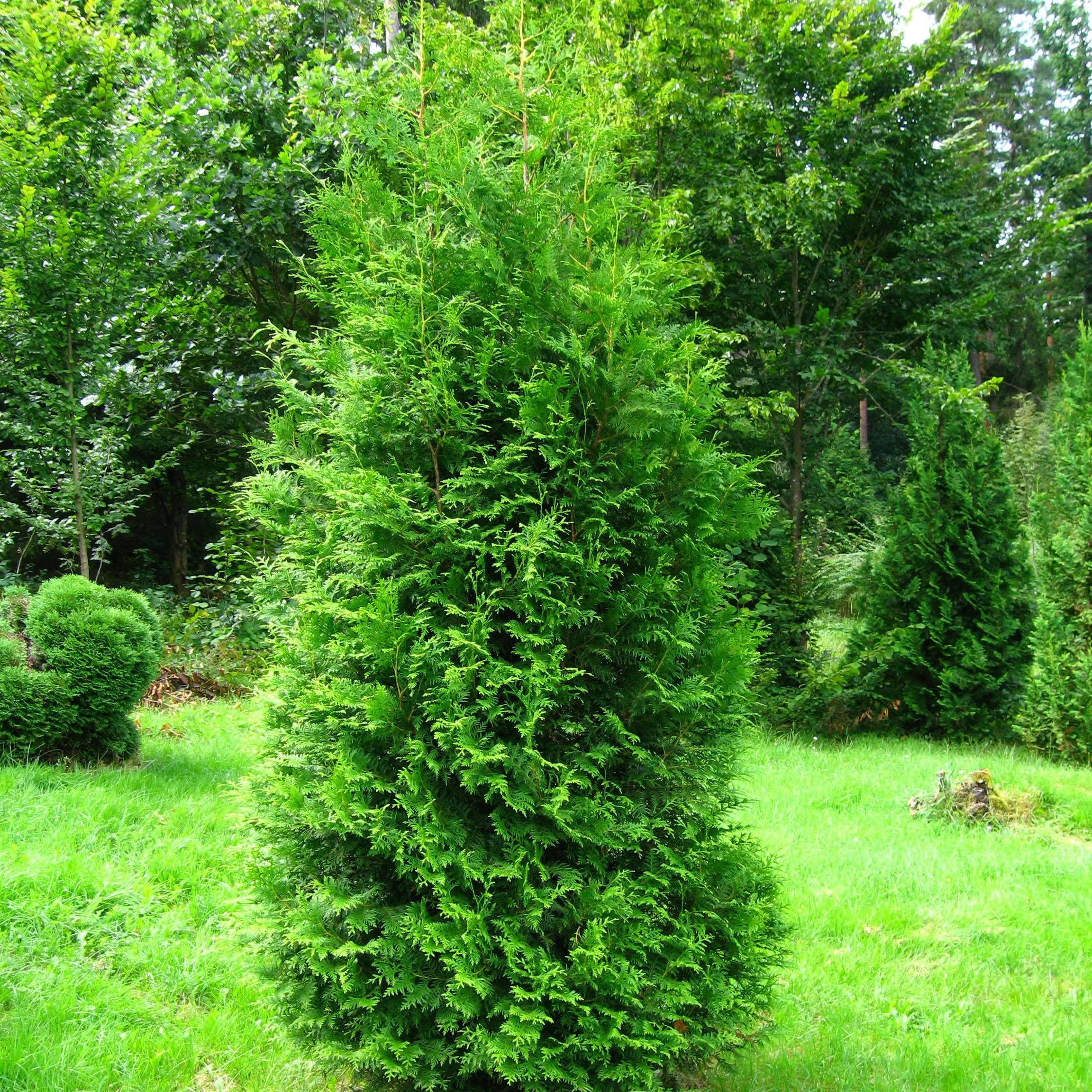 Thuya du Canada - Thuja occidentalis Brabant  Godet de 8/9 cm - Image 1