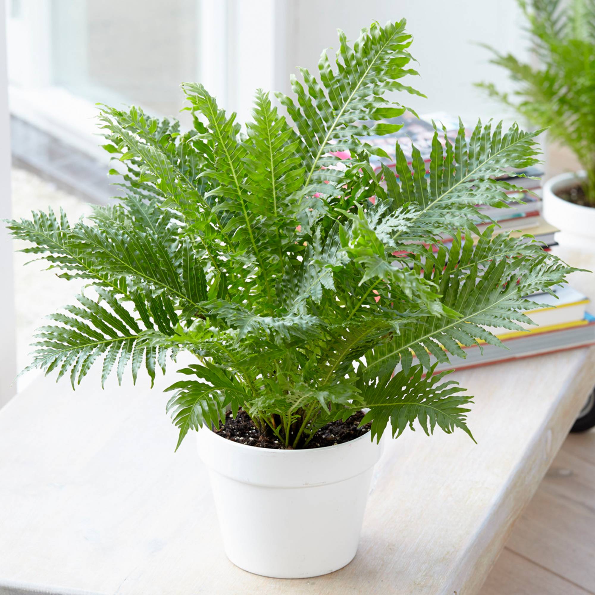 Gardenersdream - 1 X Blechnum "Silver Lady" | Cadeaux De Plantes D'Intérieur Haut De Gamme | De 25 À 35 Cm Fougère Avec Pot - GardenersDream - Image 1