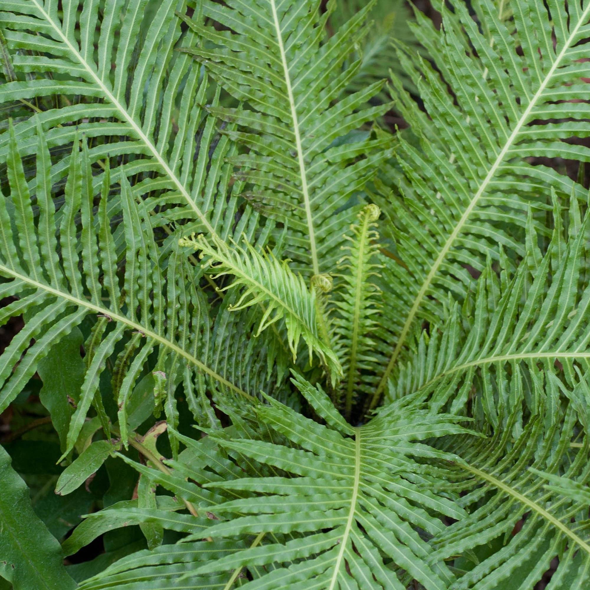 Gardenersdream - 1 X Blechnum "Silver Lady" | Cadeaux De Plantes D'Intérieur Haut De Gamme | De 25 À 35 Cm Fougère Avec Pot - GardenersDream - Image 3