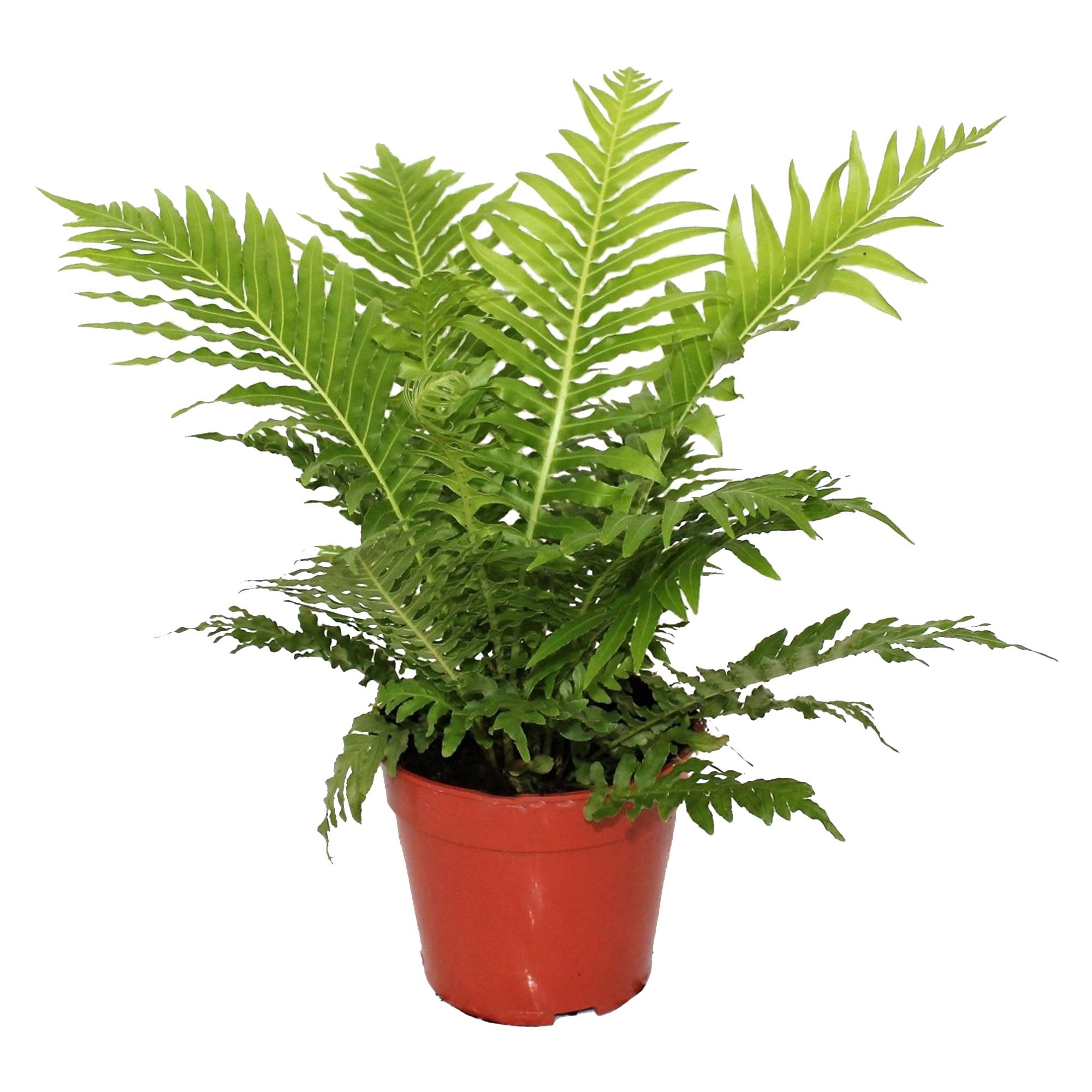 Gardenersdream - 1 X Blechnum "Silver Lady" | Cadeaux De Plantes D'Intérieur Haut De Gamme | De 25 À 35 Cm Fougère Avec Pot - GardenersDream - Image 2
