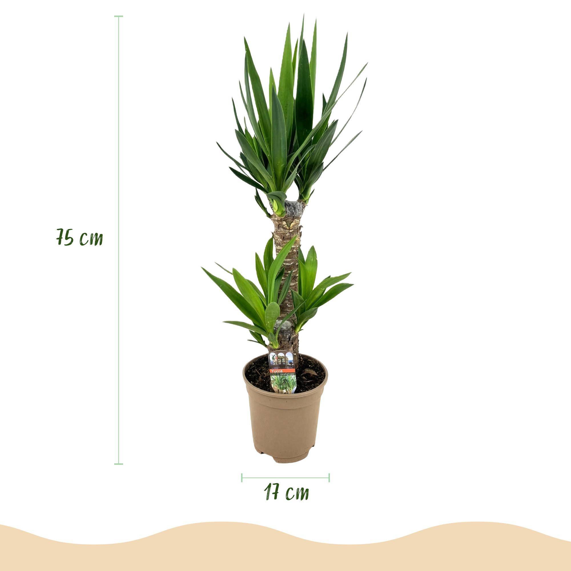 Yucca - Yucca elephantipes - Ø17cm - ↕75cm - Plantes d’intérieur - Image 3
