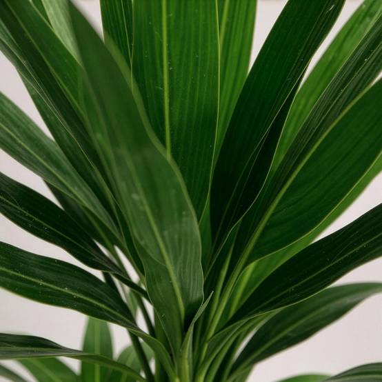Yucca - Yucca elephantipes - Ø17cm - ↕75cm - Plantes d’intérieur - Image 5