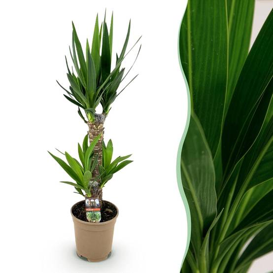 Yucca - Yucca elephantipes - Ø17cm - ↕75cm - Plantes d’intérieur - Image 1