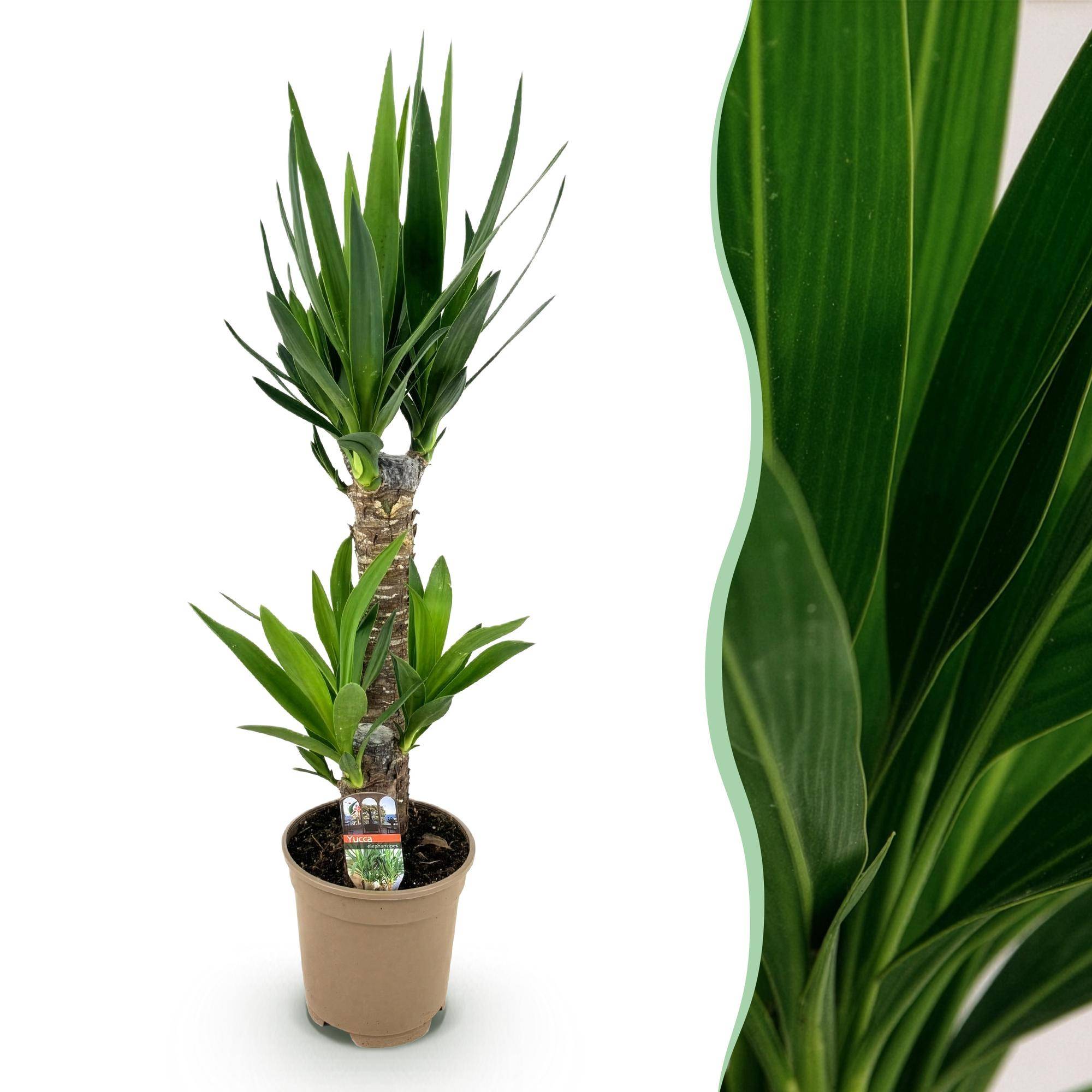 Yucca - Yucca elephantipes - Ø17cm - ↕75cm - Plantes d’intérieur - Image 1