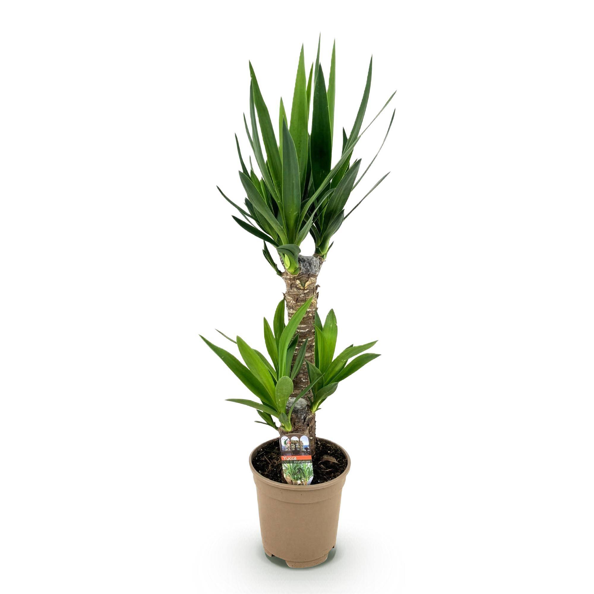 Yucca - Yucca elephantipes - Ø17cm - ↕75cm - Plantes d’intérieur - Image 2