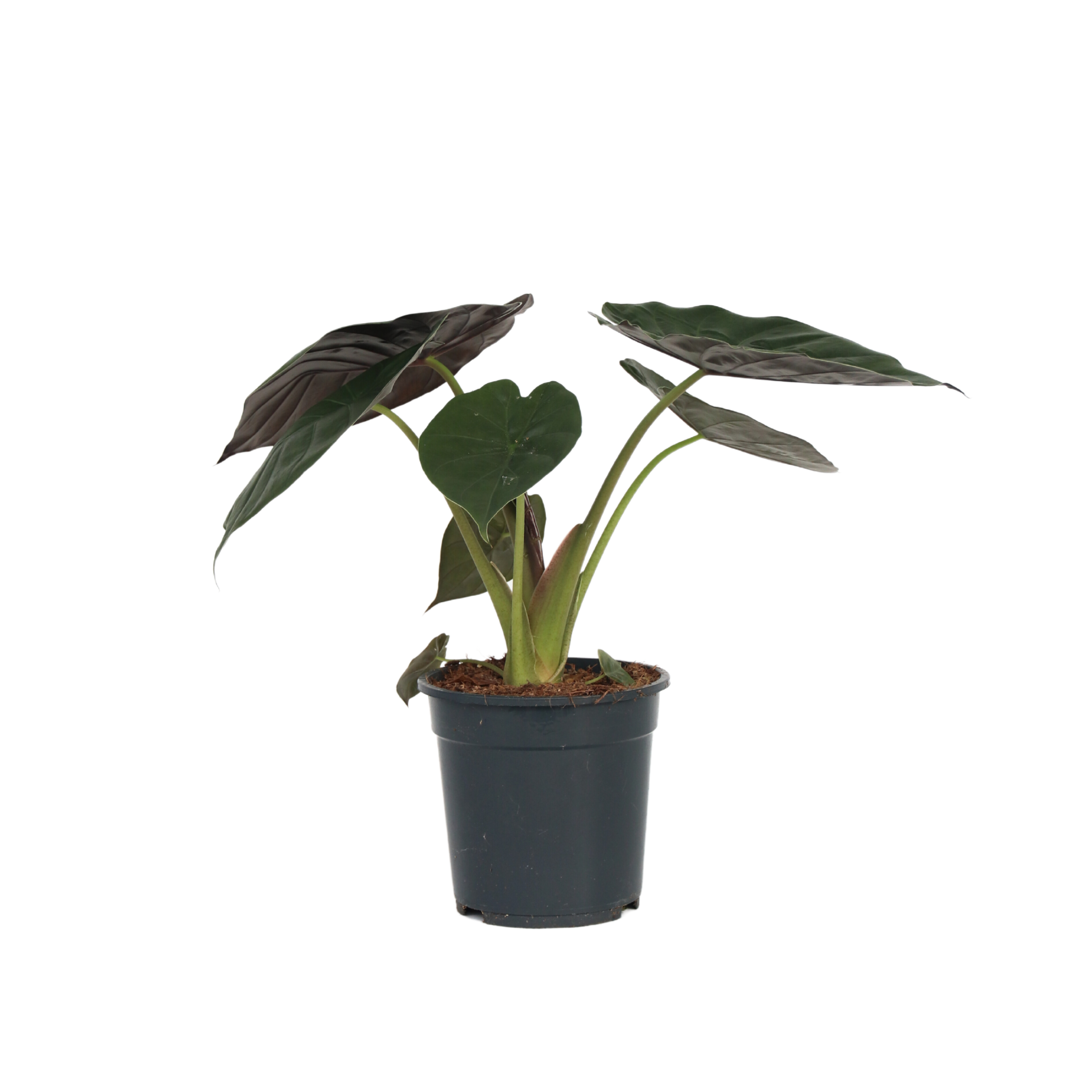 Plant In A Box - Plante éléphant - Alocasia Wentii - Hauteur 70-80cm - ⌀19cm - Image 1