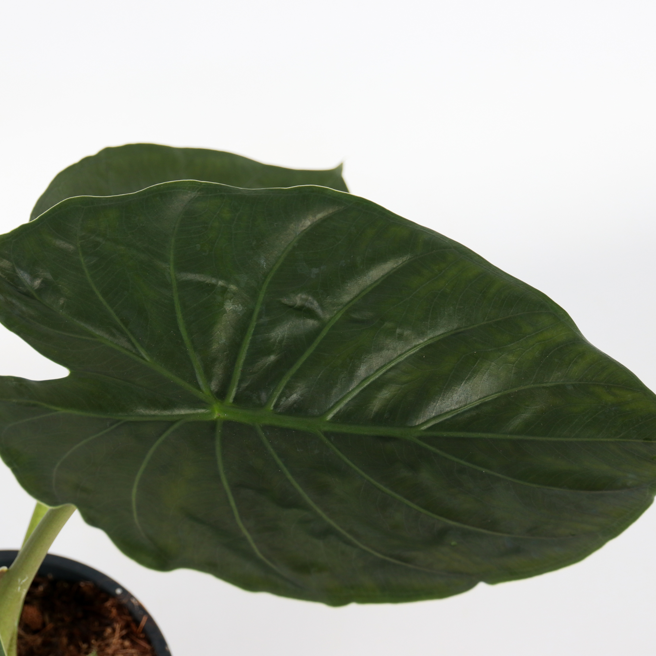 Plant In A Box - Plante éléphant - Alocasia Wentii - Hauteur 70-80cm - ⌀19cm - Image 4