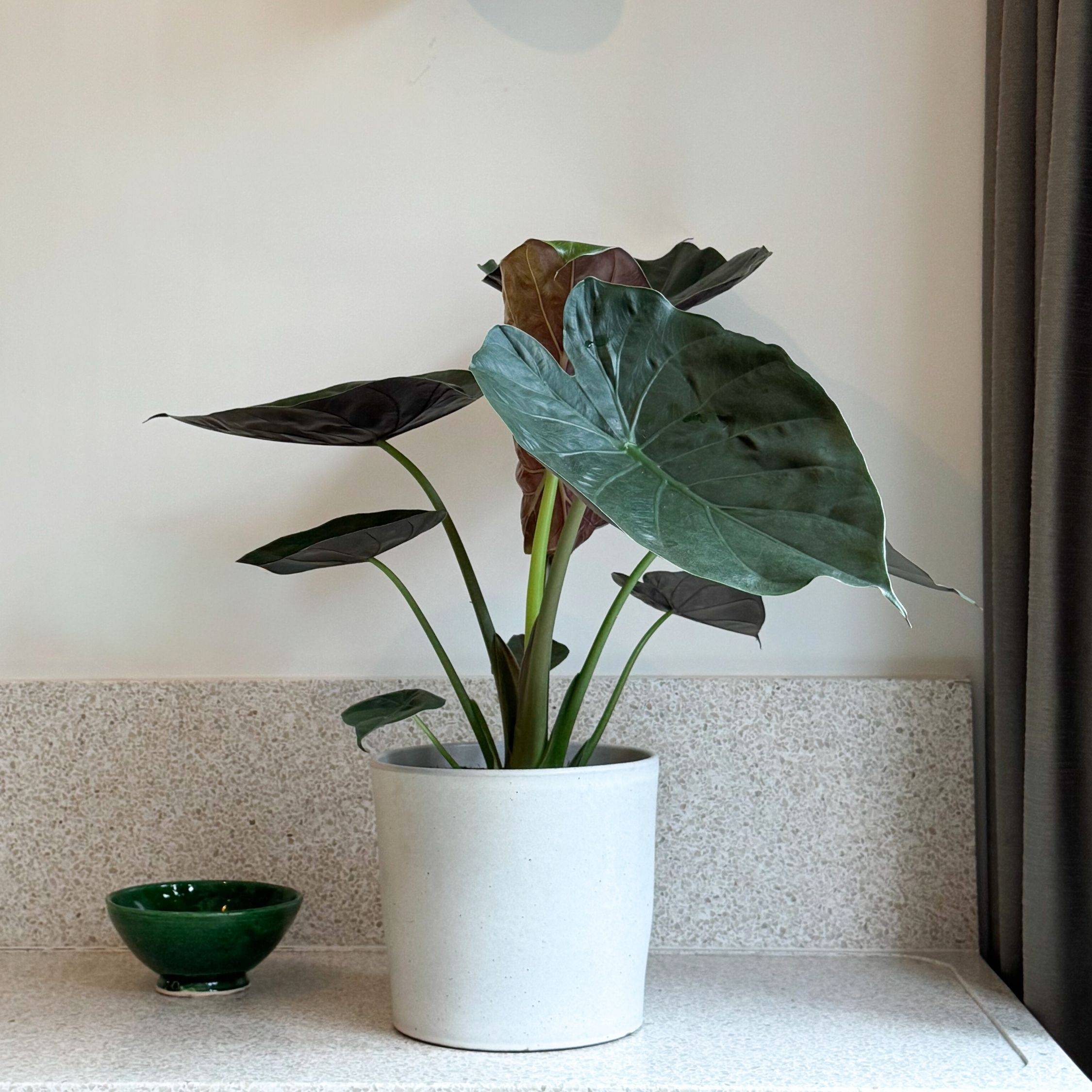 Plant In A Box - Plante éléphant - Alocasia Wentii - Hauteur 70-80cm - ⌀19cm - Image 2