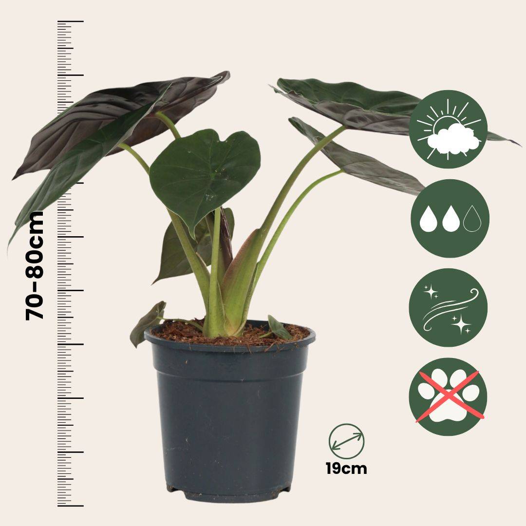 Plant In A Box - Plante éléphant - Alocasia Wentii - Hauteur 70-80cm - ⌀19cm - Image 5