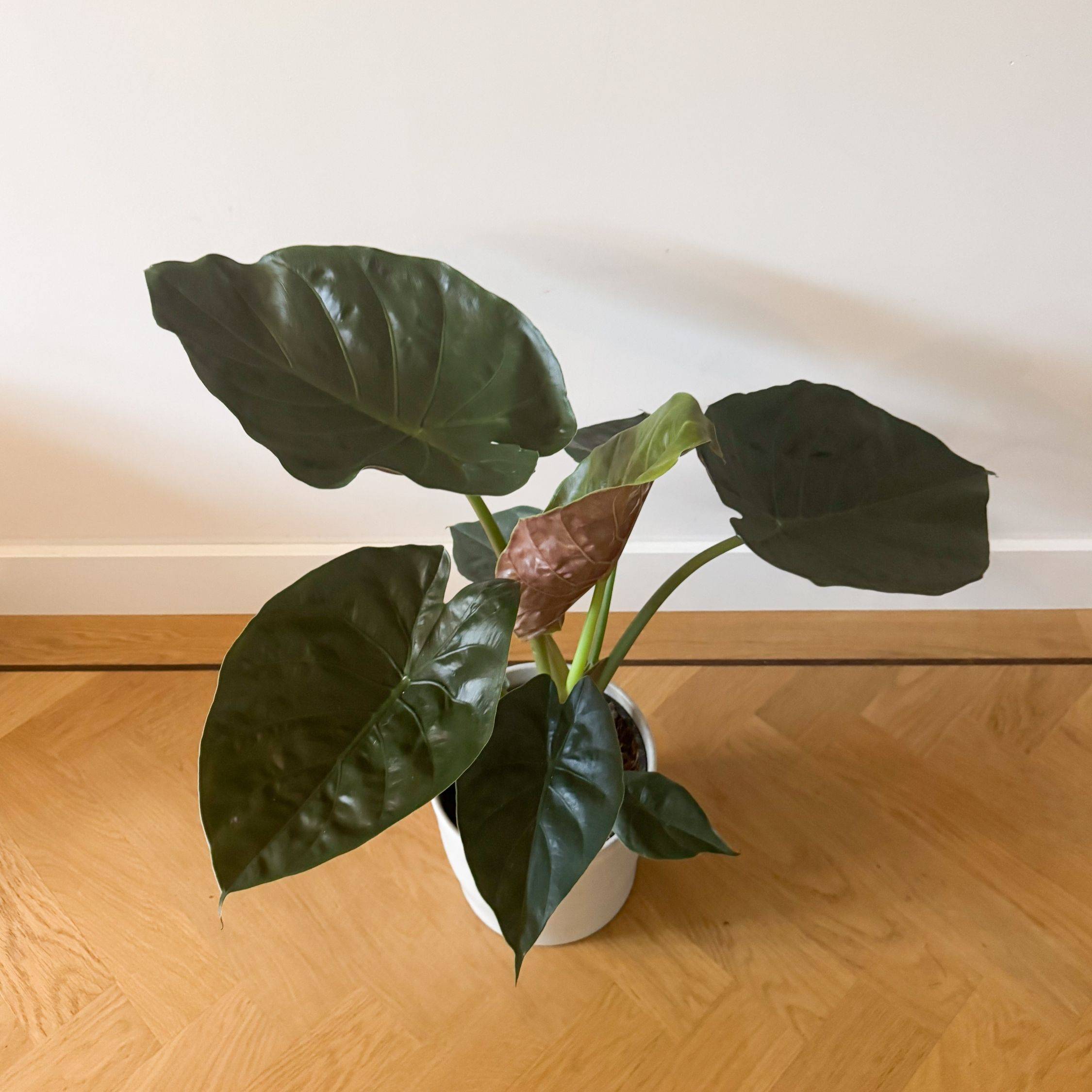 Plant In A Box - Plante éléphant - Alocasia Wentii - Hauteur 70-80cm - ⌀19cm - Image 3