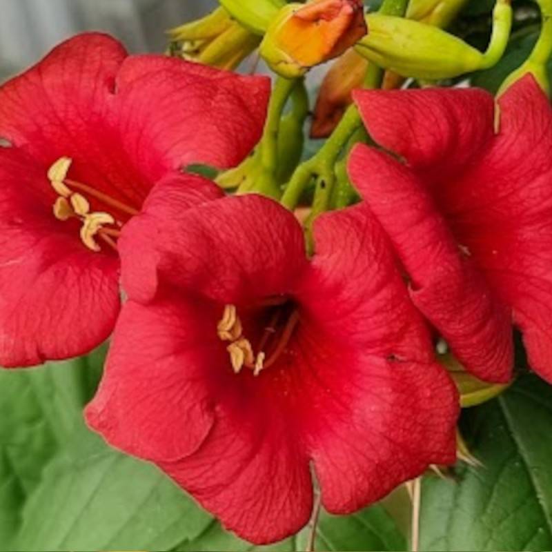 Bignone Ebony & Red® 'Mincamroug13' à fleurs Rouge - feuillage Caduc - Pot de 3L - Echelle bambou 60/120 cm- hauteur à maturité De 5,00 m à 10,00 m - Image 1