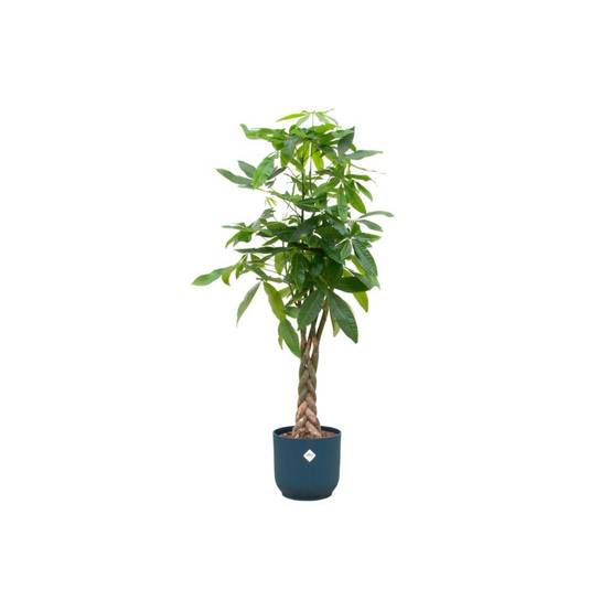 Pachira Aquatica et son pot- La Green Touch Bleu - Hauteur 160cm