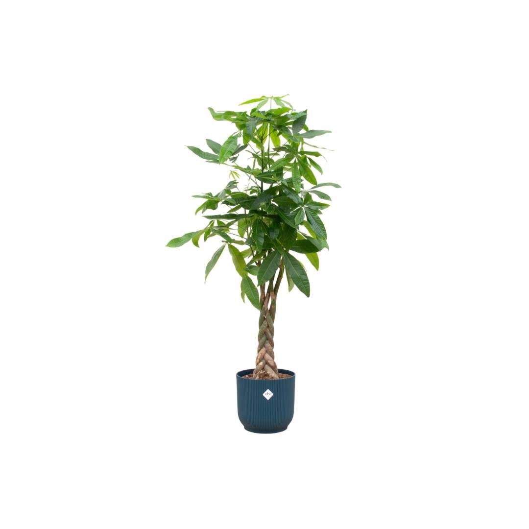 Pachira Aquatica et son pot- La Green Touch Bleu - Hauteur 160cm