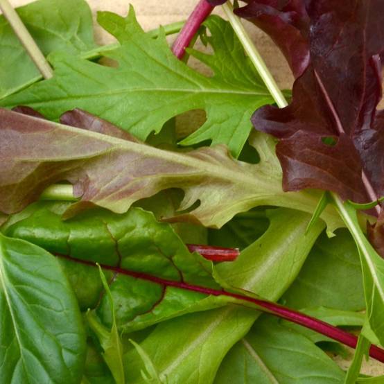 Mesclun le sachet de 3000 graines environ (4g)
