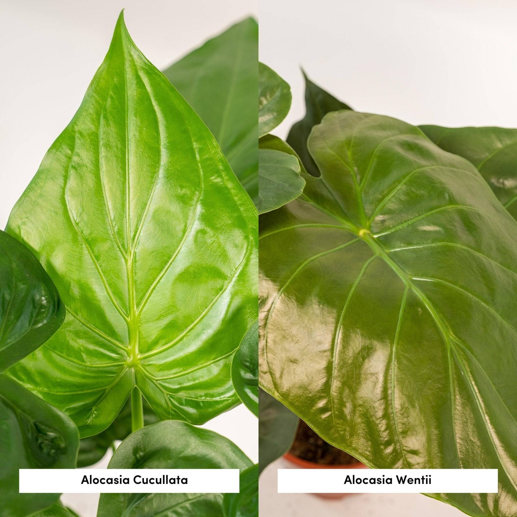 La Green Touch - Alocasia Cucullata 55cm - Plante d'intérieur- La Green Touch x Lot de 2 - Image 3