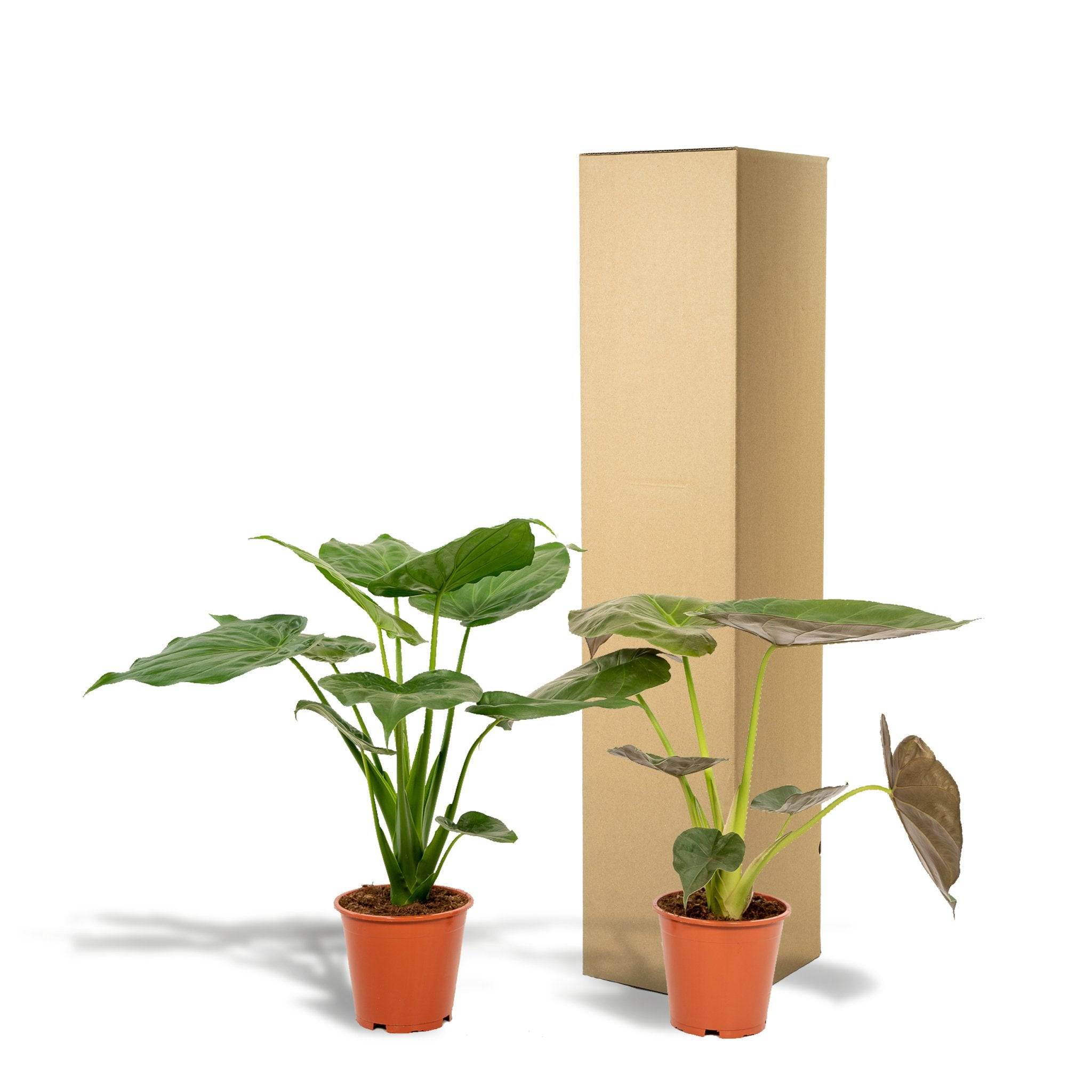 La Green Touch - Alocasia Cucullata 55cm - Plante d'intérieur- La Green Touch x Lot de 2 - Image 6