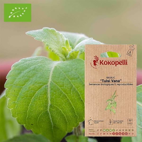 Association Kokopelli - Basilic Tulsi Vana- Graines bio à semer - Image 1