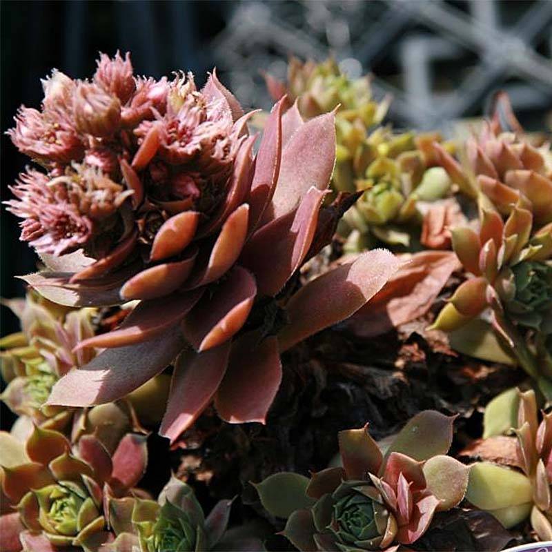 Sempervivum Purple Beauty - Joubarbe bleu vert teinté de pourpre Godet de 8/9 cm