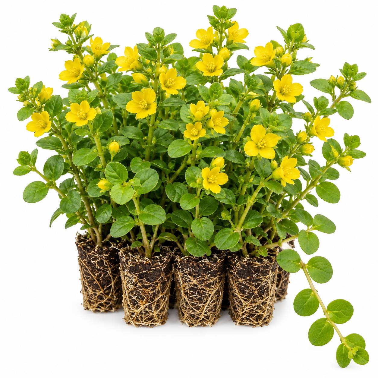 Herbe aux écus - Lysimachia nummularia - 12 plantes - Image 1