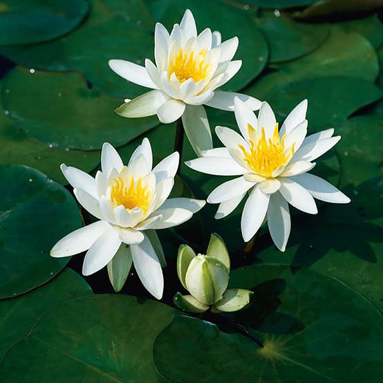 Nymphaea Odorata Alba - Nymphée odorante Pot de 1L/1,5L